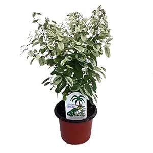 LIANA® Snow bush Live plant (included pot) (5 Gram Organic Fatilizer ...