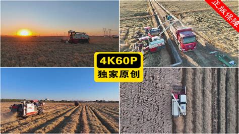 收割 的图像结果