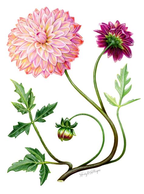 flower illustrations vector