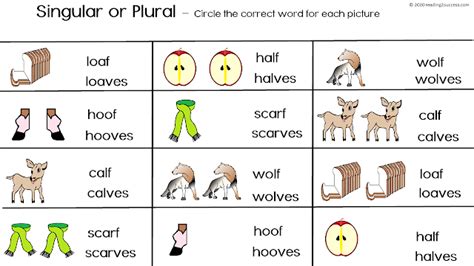 Reading2success: Irregular Plural Nouns: mice-mouse and calf-calves