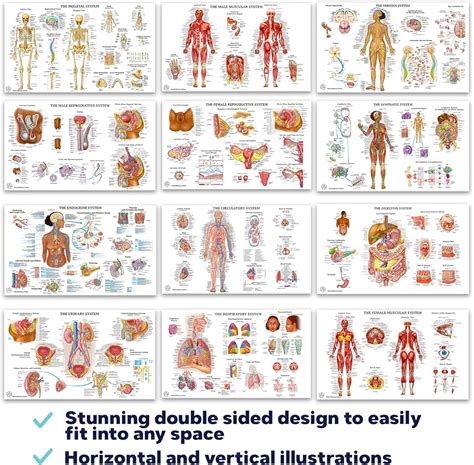 THE ART OF SCIENCE 12 Human Anatomy Posters - Medical Posters, India | Ubuy