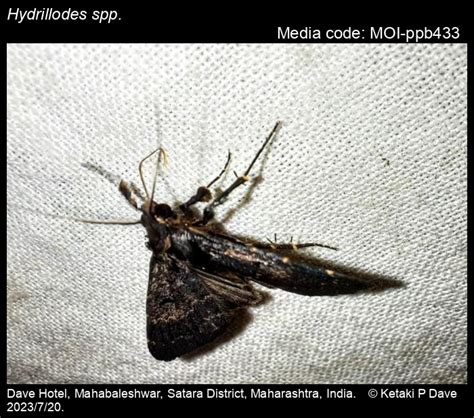 Hydrillodes spp. | Moths