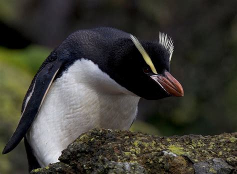 Top 17 Different Types of Penguins - Pets Hyme