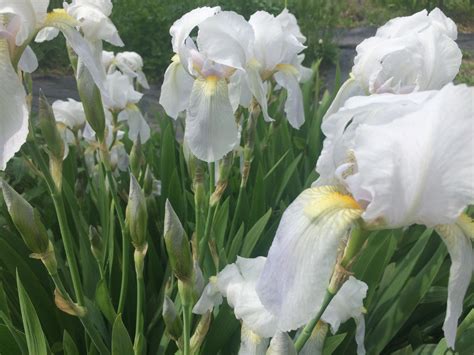 Meaning Of White Iris Flowers at Janet Simmons blog