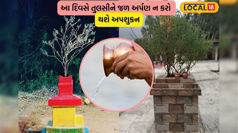 આ દિવસોએ તુલસી માતાને જળ અર્પણ ન કરો, નહીંતર થશે તમારું પતન - Pandit ...