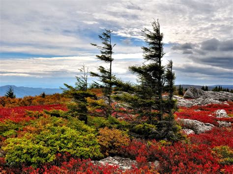 Discover West Virginia: Dolly Sods: An Island in the Sky