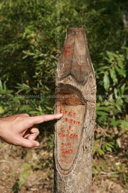 Buy A registration number written a bamboo tree at Mendha Lekha Village ...