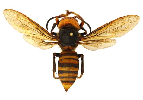 How ‘murder hornet’ stings compare to other venomous insects | National Geographic