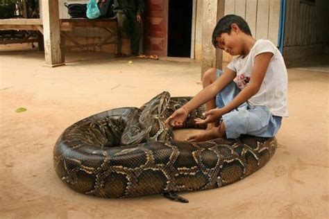 Image result for Giant Python Educational
