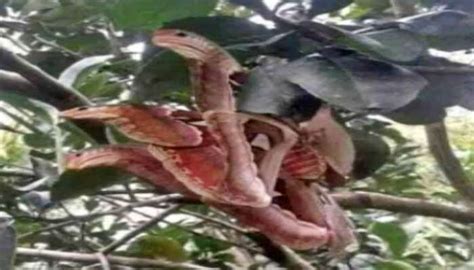 Three head snake photo goes viral on social media | మూడు తలల పాముని ...