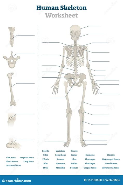 Image result for Basic Human Skeleton PDF