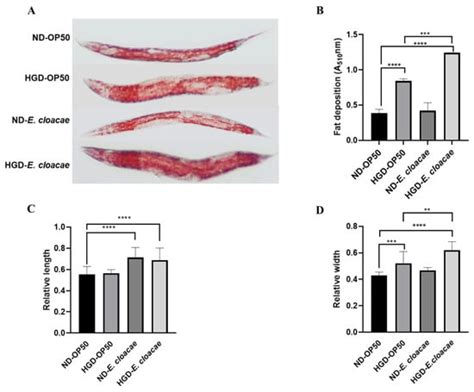 Lactobacillus pentosus MJM60383 Inhibits Lipid Accumulation in ...