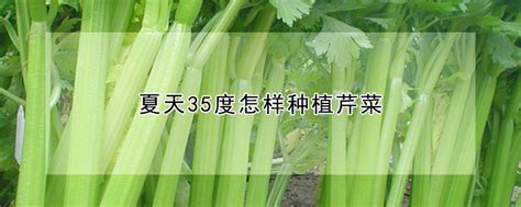 这4种菜再冷的天也不怕，10天收割一大盆！_闲暇时光 - 花卉网