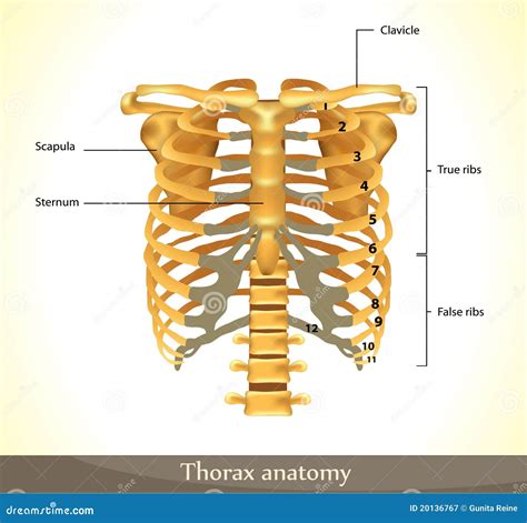 Thorax Anatomy Cartoon Vector | CartoonDealer.com #20136767