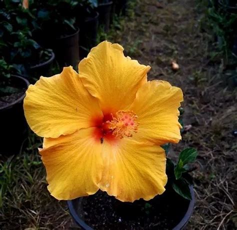 Fruit Plants - Kolkata Plant Variety Manufacturer from Bankra