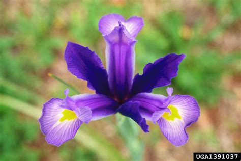 Blue Flag Iris Iris Virginica Var. Shrevei Southern Blue Flag Iris,