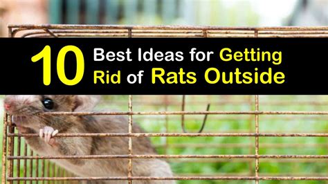 Control the Rat Population Outside - Guide for Getting Rid of Rats