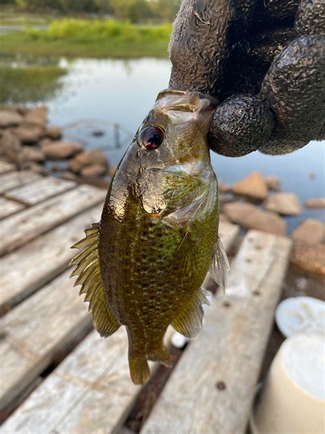 Small red ear sunfish? : r/FishID
