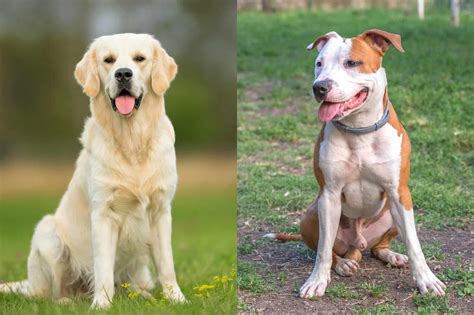 Golden Retriever Pitbull Mix: Info, Pictures, Facts, FAQs & More