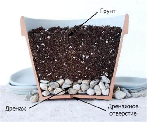 Пересадка комнатных растений: как правильно пересадить, другие полезные ...