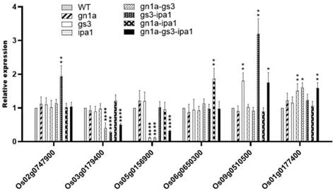 Pyramiding of gn1a, gs3, and ipa1 Exhibits Complementary and Additive ...