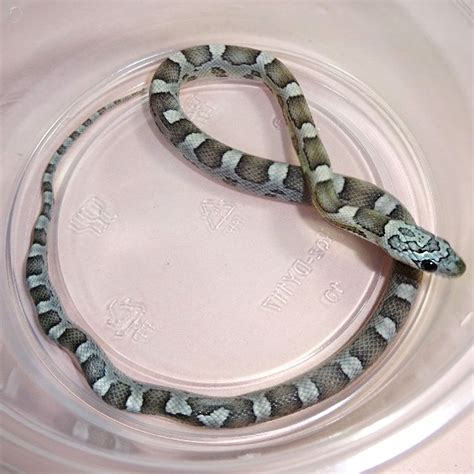 Black Albino Motley Corn Snake
