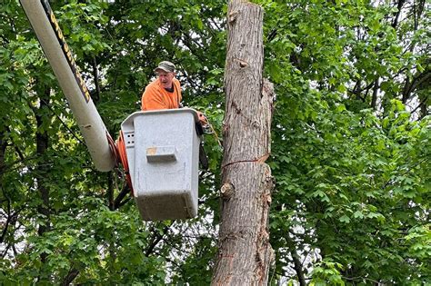Local Tree Removal Companies 的图像结果