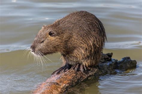 Coypu | Encyclopedia MDPI