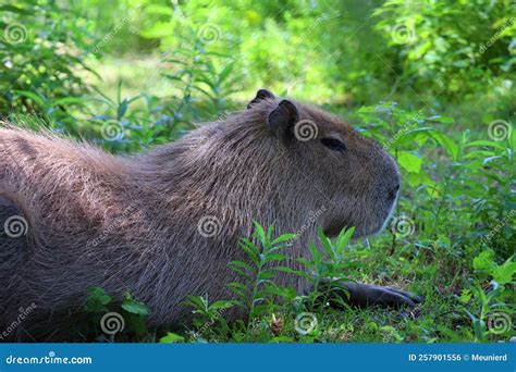 The Capybara is the Largest Rodent in the World. Also Called Chiguire, Stock Photo - Image of ...