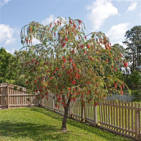 Red Bottle Brush / Callistemon lanceolatus - Ornamental Flowering ...