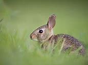 Image result for Baby Easter Bunny Ears