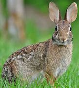 Image result for Appalachian Cottontail Rabbit