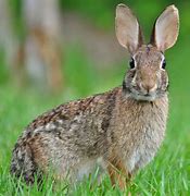 Image result for White Cottontail Rabbit