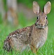Image result for Cottontail Rabbit Animal Baby