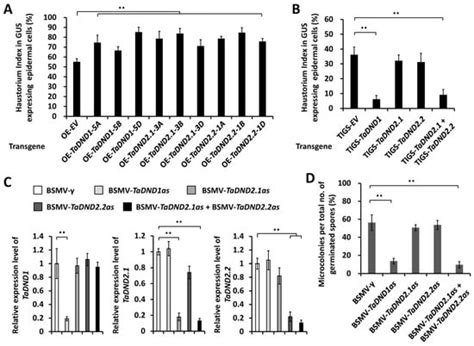 Wheat Transcriptional Corepressor TaTPR1 Suppresses Susceptibility ...