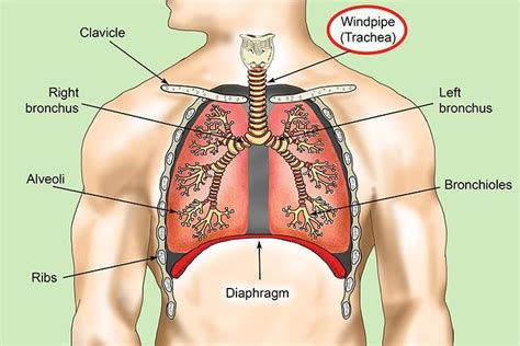 HOTS Questions Life Processes In Animals - Class 7 Science (Curiosity ...