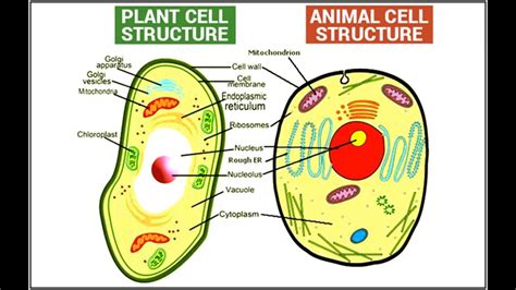 What difference do you find wle observing plant and animals cell under ...