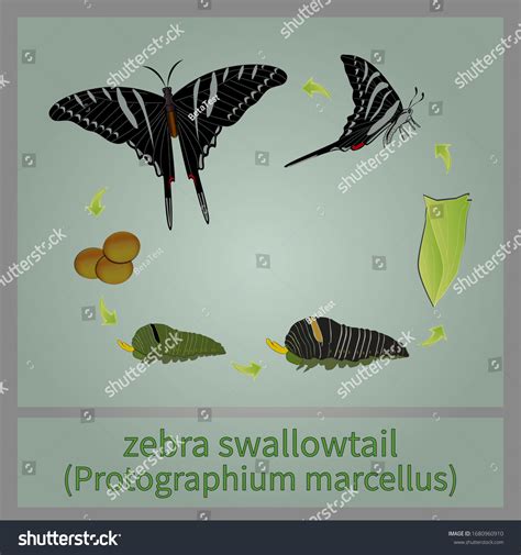 Zebra Swallowtail Butterfly Life Cycle About Zebra Swallowtail