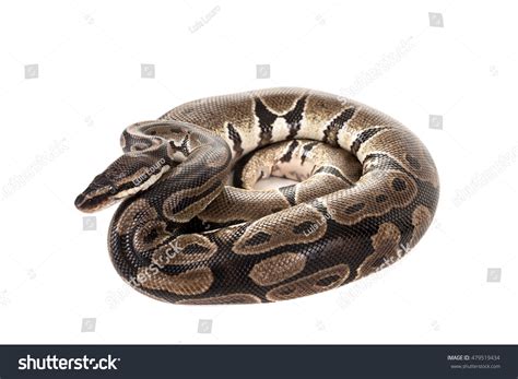 Image result for Python White Background