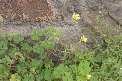 Creeping Woodsorrel (Oxalis corniculata) | morten ross