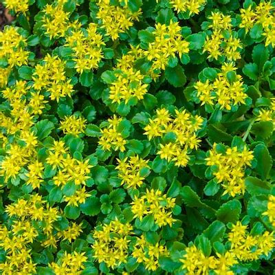 Bareroot Golden Creeping Sedum Plants, Bulbs & Seeds at Lowes.com