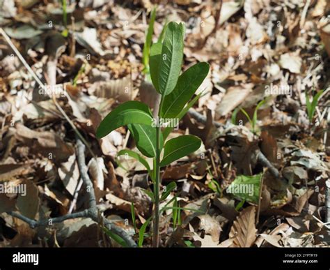 hemp dogbane (Apocynum cannabinum Stock Photo - Alamy