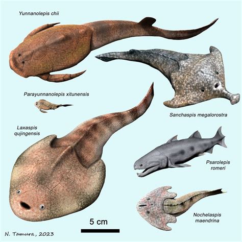 Image result for Extinct Sea Creatures
