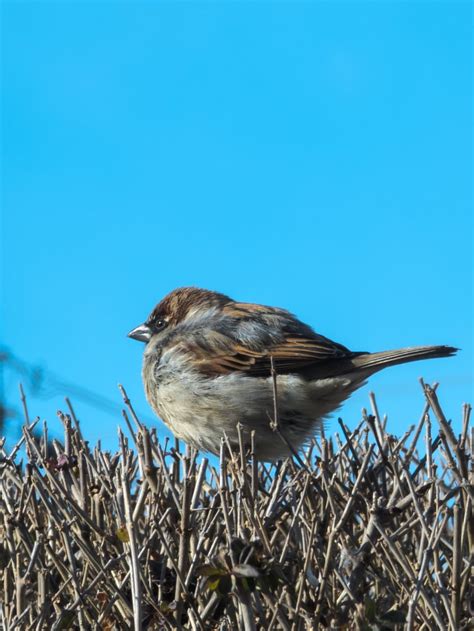 Image result for Borb Python Library Python