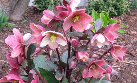 What Do Lenten Roses Look Like In Summer at Kyle Schalk blog