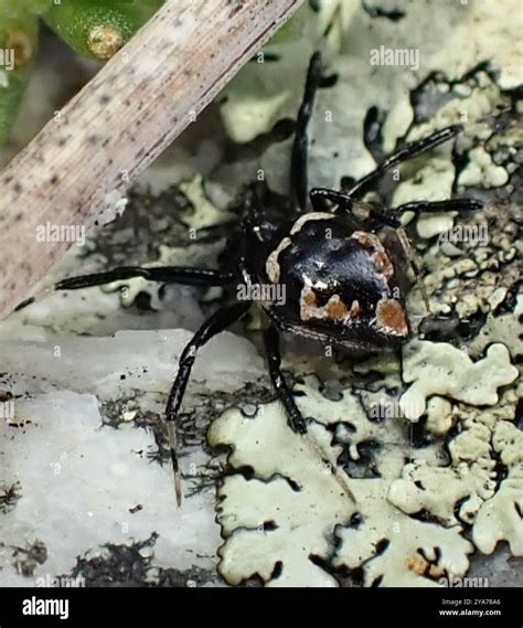 Ant-eating Spiders (Euryopis) Arachnida Stock Photo - Alamy