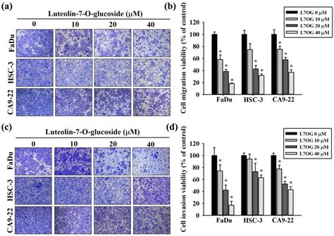 Luteolin-7-O-Glucoside Inhibits Oral Cancer Cell Migration and Invasion ...