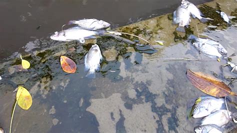 印尼海岸惊现大批死鱼 或因水温骤变缺氧而死(高清组图)|死鱼|印尼|缺氧_新浪新闻