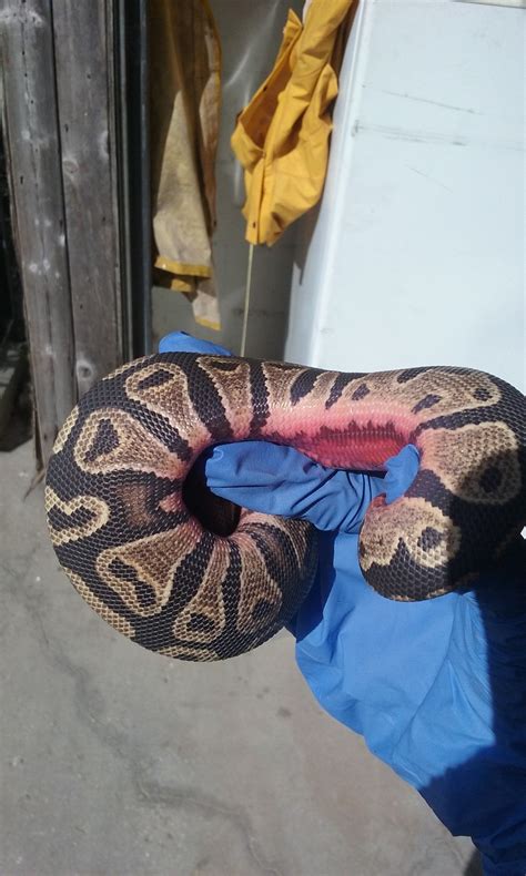 Baby Pythons 的图像结果