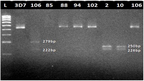 Polymorphism Analysis of pfmdr1 and pfcrt from Plasmodium falciparum ...